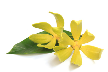 Ylang-Ylang