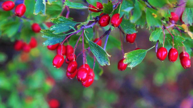 Cranberry-Öl
